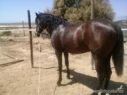Caballos Pura Raza Española (P.R.E.) Pura Raza Española - POTRO PRE 3 AÑOS