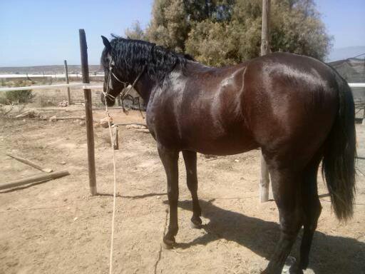 Caballos Pura Raza Española (P.R.E.) Pura Raza Española - POTRO PRE 3 AÑOS