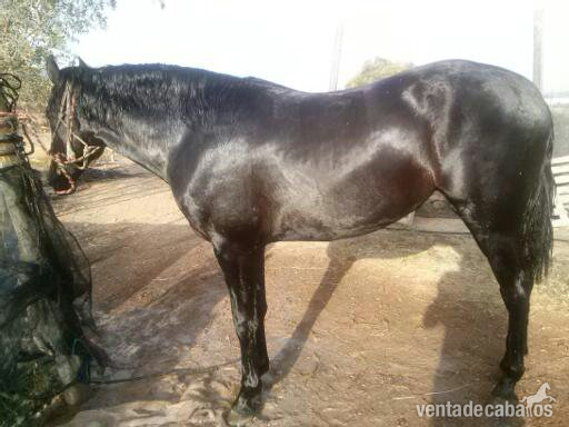 POTRO PRE 3 AÑOS - Caballos Pura Raza Española (P.R.E.) Pura Raza Española