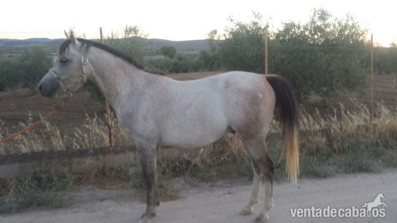 FARINO PONEY C PRÁ in 
