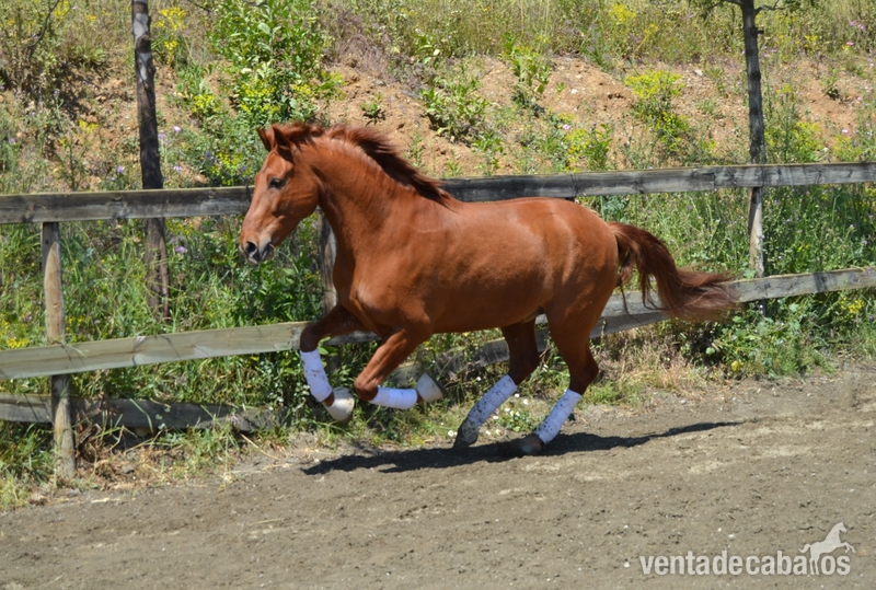 Caballos Capados Español - GITANO, Español Alazano
