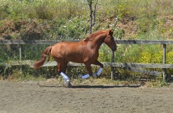 GITANO, Español Alazano