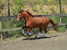 GITANO, Español Alazano