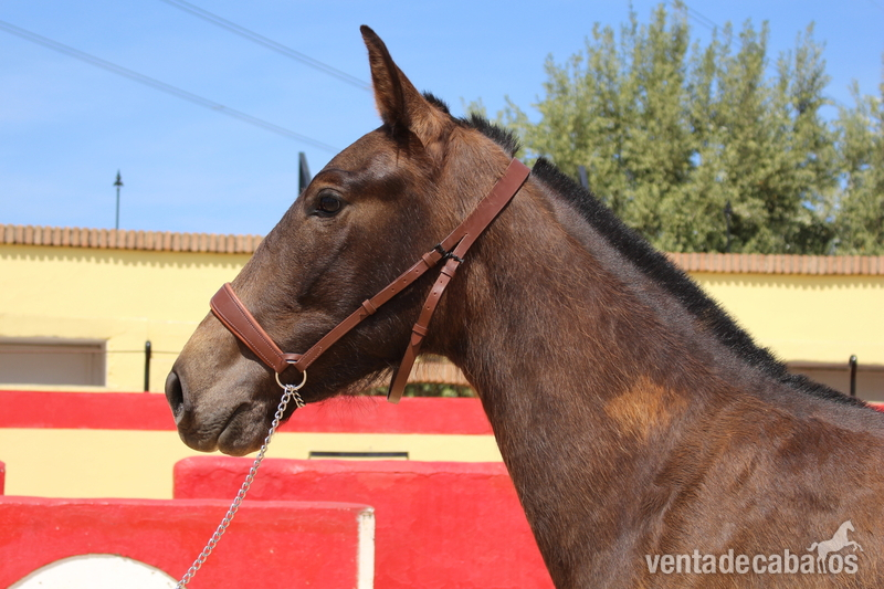 Chic PRE mare with a great physique in 