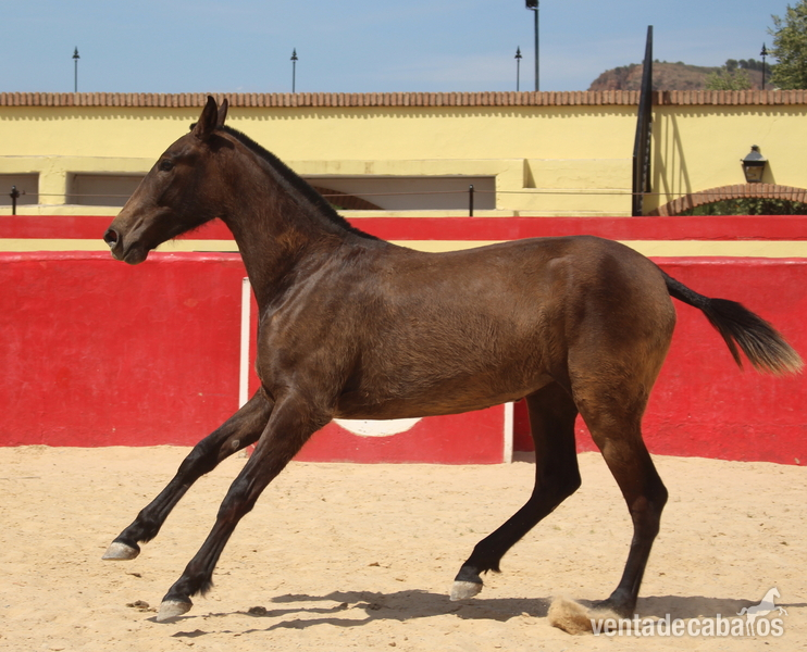 Chic PRE mare with a great physique - Caballos Pura Raza Española (P.R.E.) in 