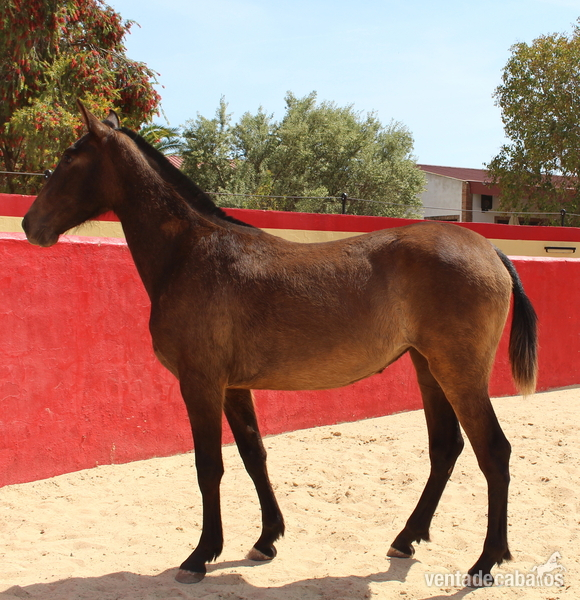 Caballos Pura Raza Española (P.R.E.) PRE - ﻿Chic PRE mare with a great physique