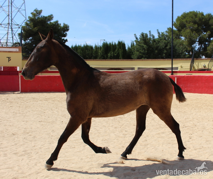 Chic PRE mare with a great physique - Caballos Pura Raza Española (P.R.E.) PRE