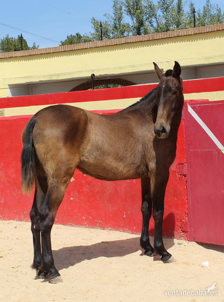 Chic PRE mare with a great physique - PRE