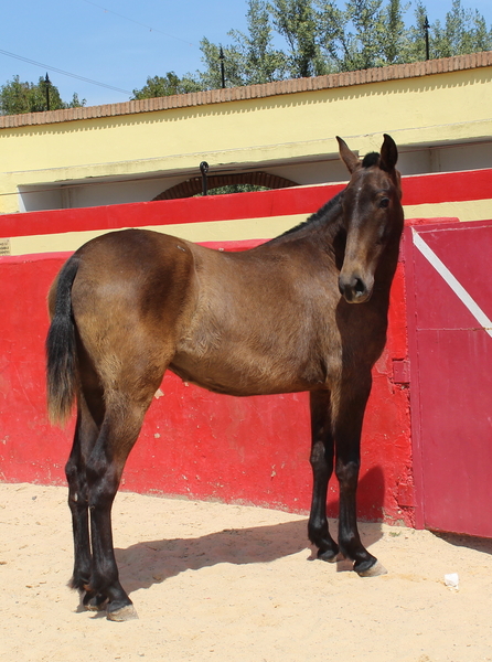 Chic PRE mare with a great physique - PRE