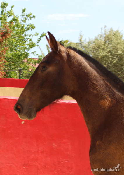 Chic PRE mare with a great physique - Caballos Pura Raza Española (P.R.E.)