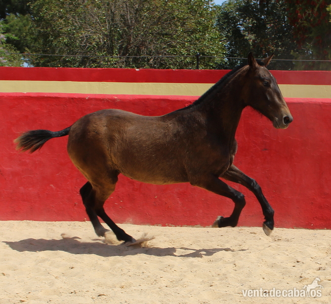 Chic PRE mare with a great physique