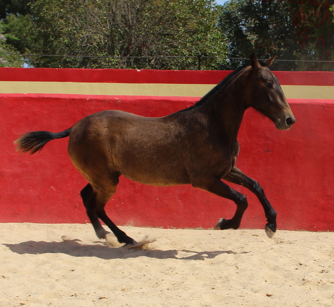 Chic PRE mare with a great physique