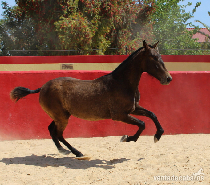  ﻿Chic PRE mare with a great physique
