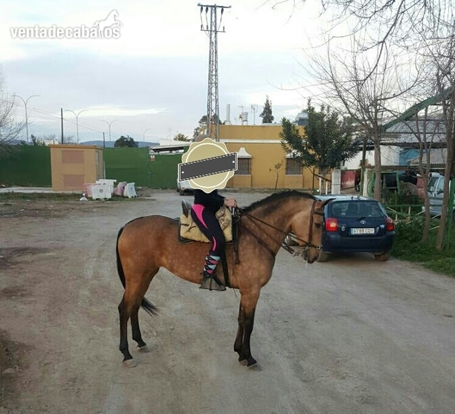HISPANO LUSA