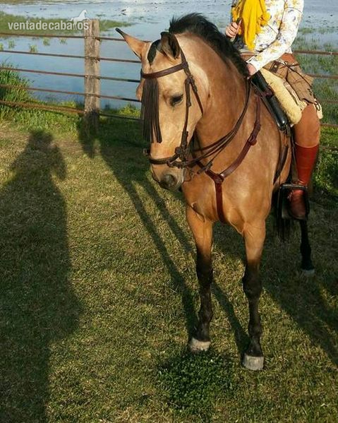 HISPANO LUSA {TYPE}