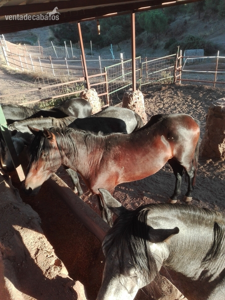 CABALLOS PURA RAZA ESPAÑOLA in 