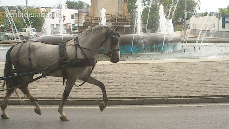 Caballos Pura Raza Española (P.R.E.) PRE - CABALLOS PURA RAZA ESPAÑOLA