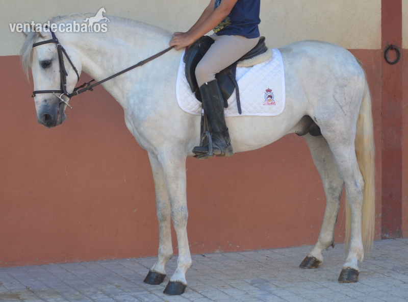 CABALLOS PURA RAZA ESPAÑOLA - Caballos Pura Raza Española (P.R.E.) PRE