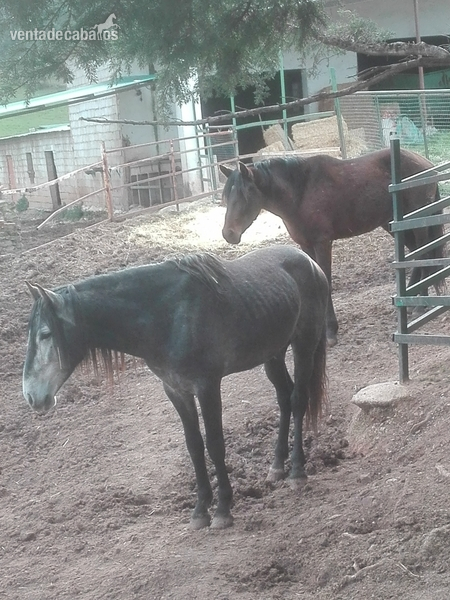 CABALLOS PURA RAZA ESPAÑOLA - Caballos Pura Raza Española (P.R.E.)