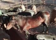 CABALLOS PURA RAZA ESPAÑOLA