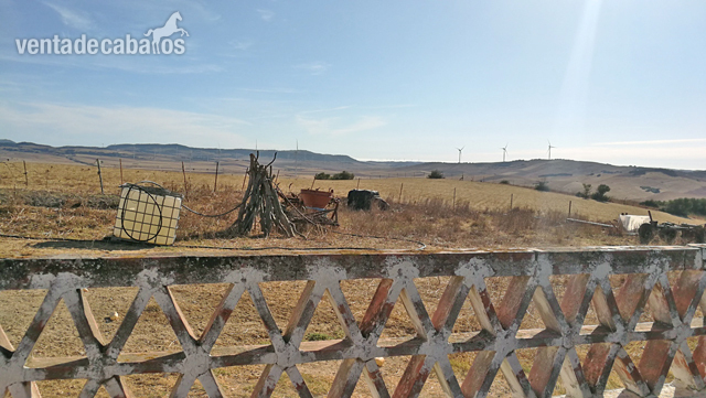 Vejer de la Frontera - Finca para renovar, ideal para caballos - Finca ecuestre