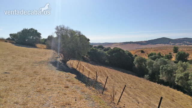 Finca ecuestre - Vejer de la Frontera - Finca para renovar, ideal para caballos in Vejer de la Frontera