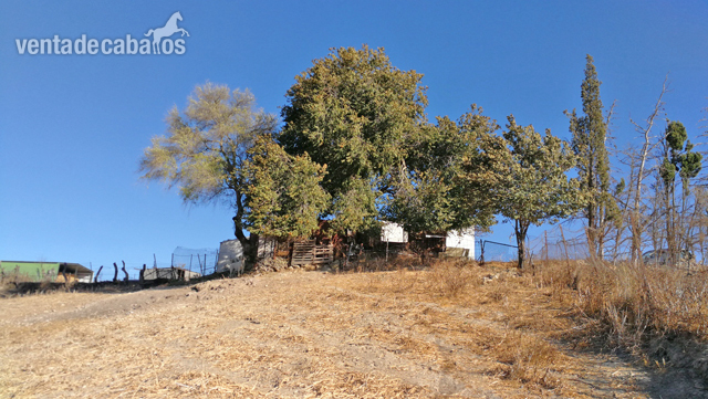 Finca ecuestre - Vejer de la Frontera - Finca para renovar, ideal para caballos