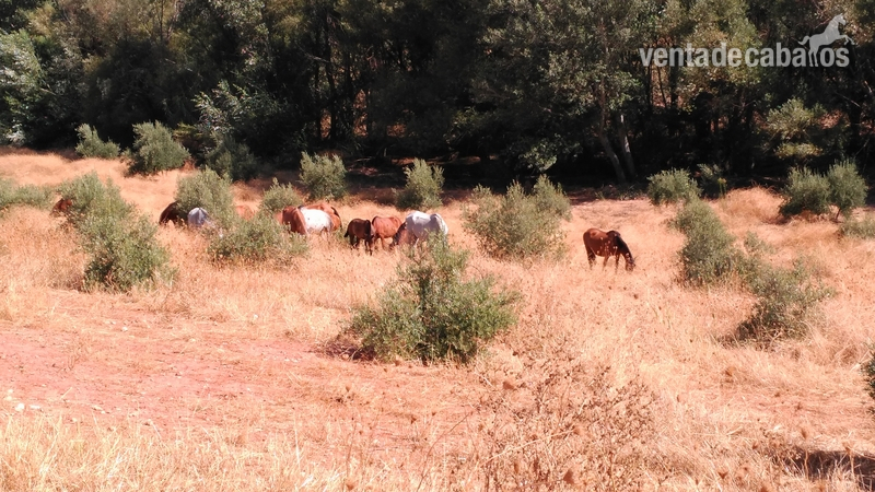Se venden yeguas, potros y caballos Pura Raza Española in 