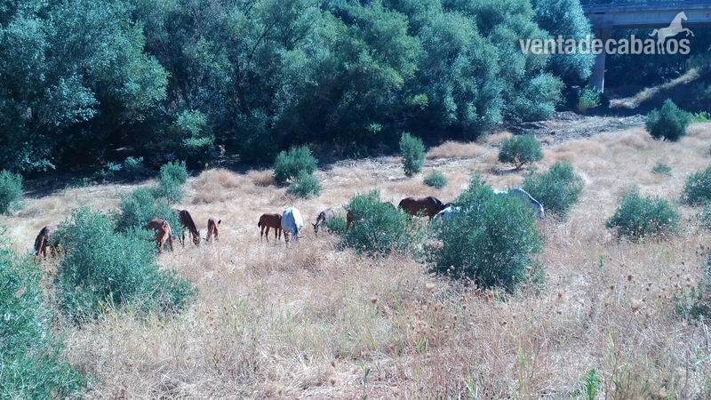 Caballos Pura Raza Española (P.R.E.) Pura Raza Española - Se venden yeguas, potros y caballos Pura Raza Española