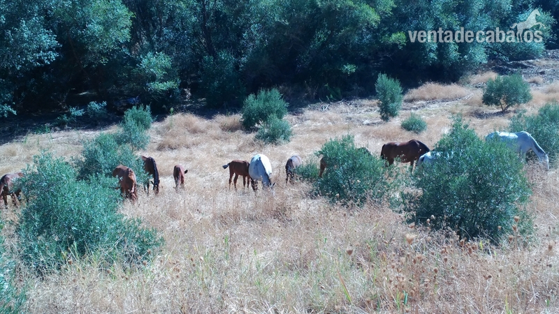 Se venden yeguas, potros y caballos Pura Raza Española - Caballos Pura Raza Española (P.R.E.) Pura Raza Española