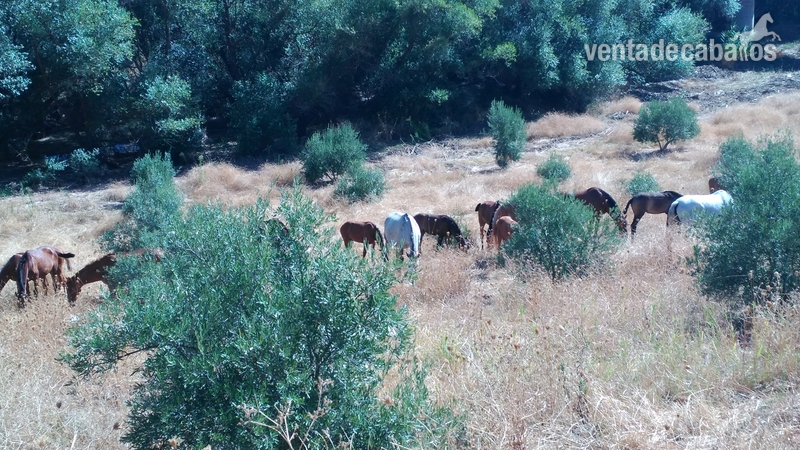 Se venden yeguas, potros y caballos Pura Raza Española - Pura Raza Española