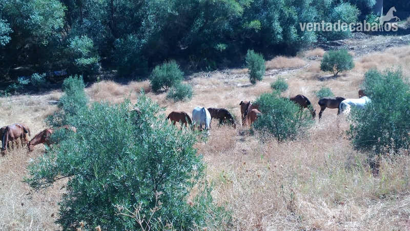 Se venden yeguas, potros y caballos Pura Raza Española - Caballos Pura Raza Española (P.R.E.)