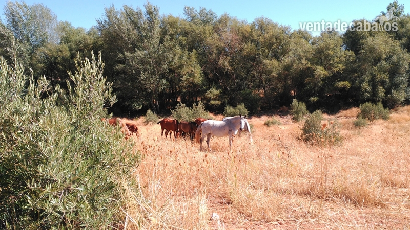 Se venden yeguas, potros y caballos Pura Raza Española
