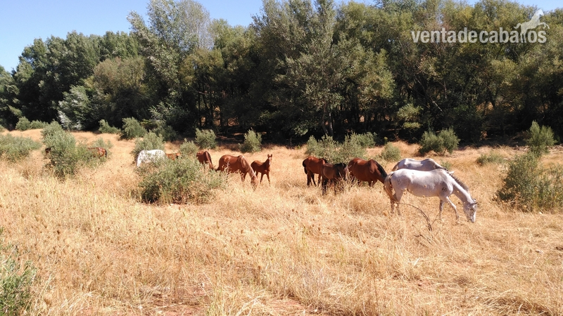  Se venden yeguas, potros y caballos Pura Raza Española