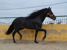 Impresionante Pura Raza Español