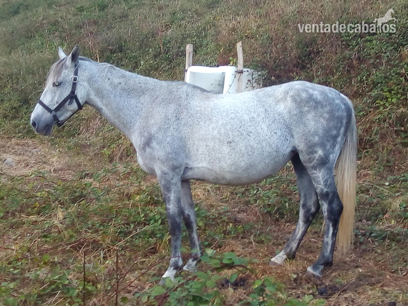 Se vende o se cambia yegua anlgohispana in 