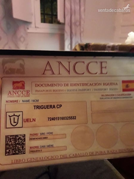 Pura Raza Española