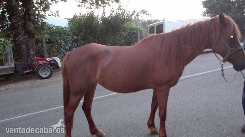 se vende yegua in 