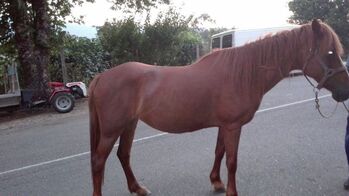 se vende yegua