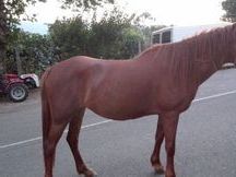 se vende yegua