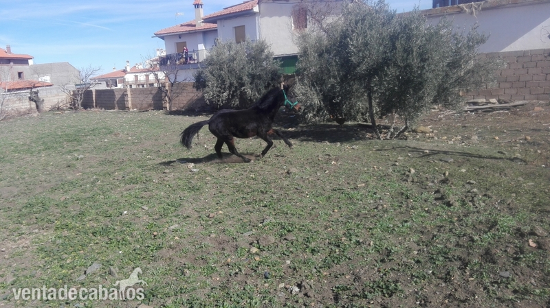 Potro p.r.e. con 9 meses por 250€ in 