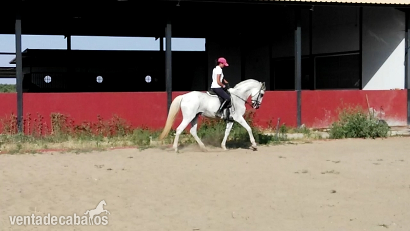 Cruzado