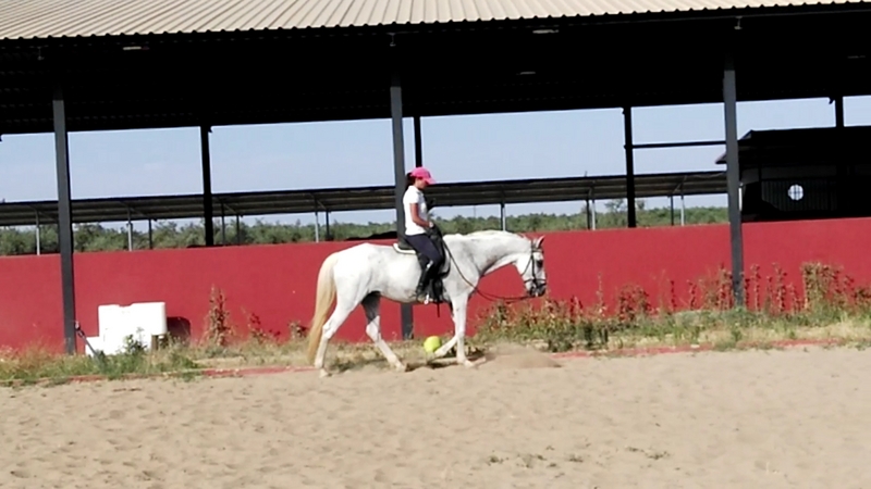 Cruzado {TYPE}