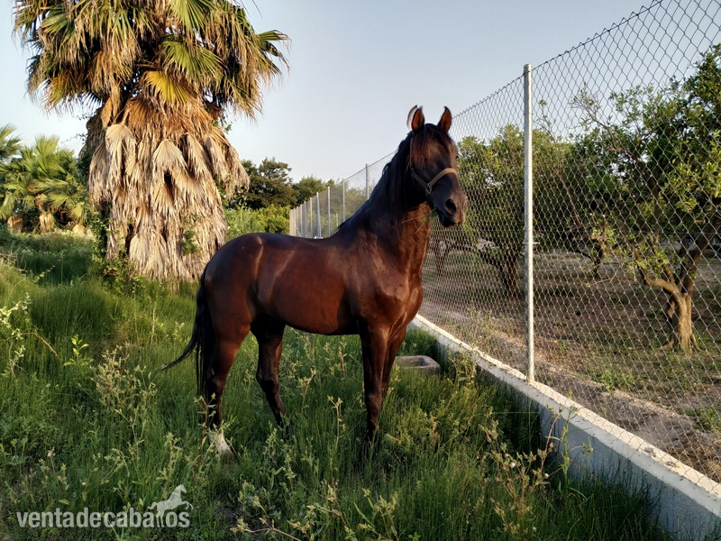 Busco caballo o yegua noble in 
