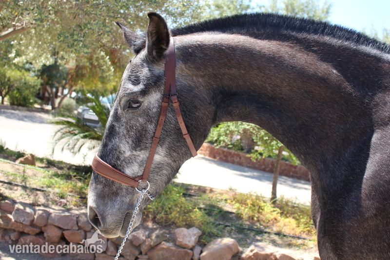 Beautiful grey PRE mare with great basic gaits in 