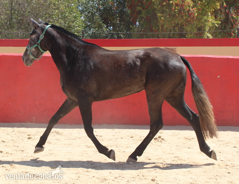 Beautiful grey PRE mare with great basic gaits - Caballos Pura Raza Española (P.R.E.) in 
