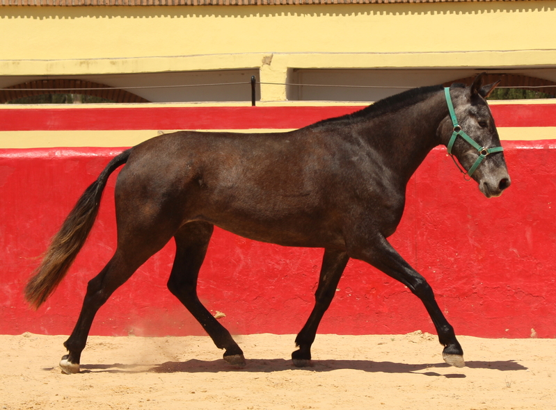 Beautiful grey PRE mare with great basic gaits - Caballos Pura Raza Española (P.R.E.)