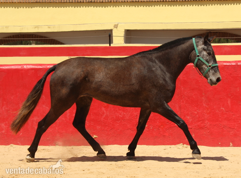 Beautiful grey PRE mare with great basic gaits - Caballos Pura Raza Española (P.R.E.)