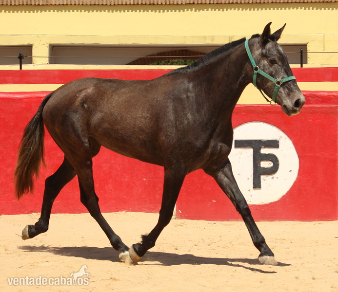 Beautiful grey PRE mare with great basic gaits 