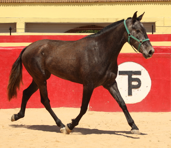 Beautiful grey PRE mare with great basic gaits 
